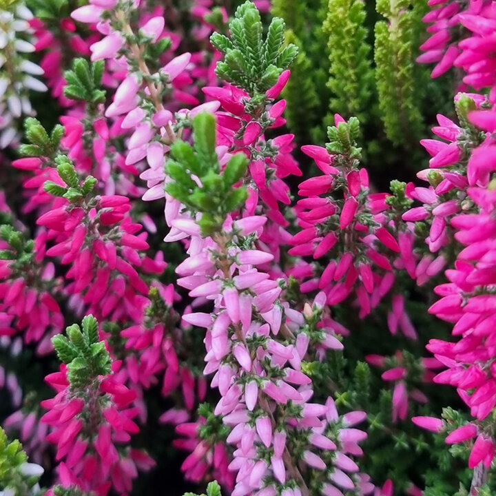 Common Heather Flower Calluna Vulgaris Growing And Care Common Heather Flower Calluna Vulgaris Growing And Care