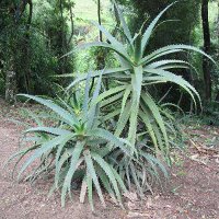 Aloe care, requirements, propagation, tips and advices