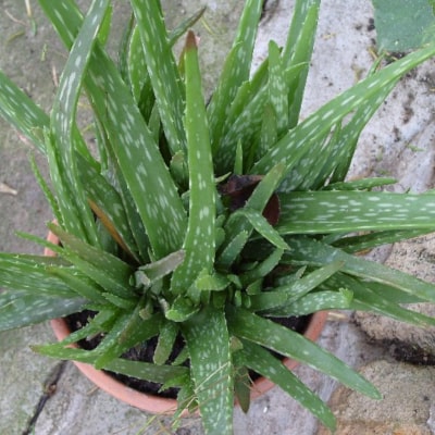 hair growth aloe vera gel Aloe Vera Gel – Natural Pretty Hair main image 1