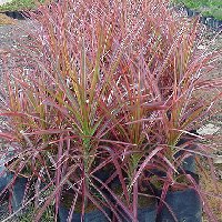 Dragon tree (Dracaena Tricolor) Care, propagation, planting