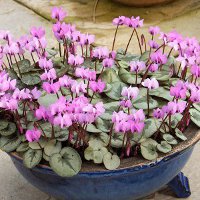 Ciklámen cserépben - rózsaszín (pink)