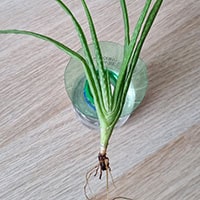 Aloe care, requirements, propagation, tips and advices