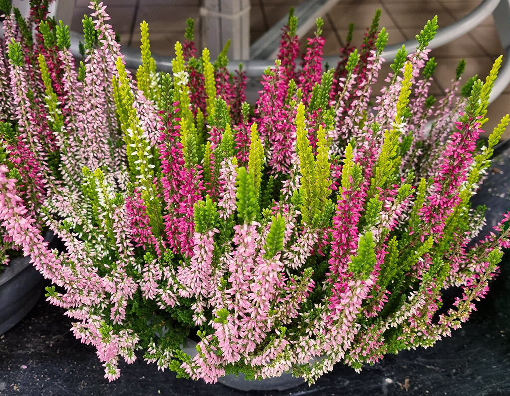 Common Heather Flower Calluna Vulgaris Growing And Care Common Heather Flower Calluna Vulgaris Growing And Care